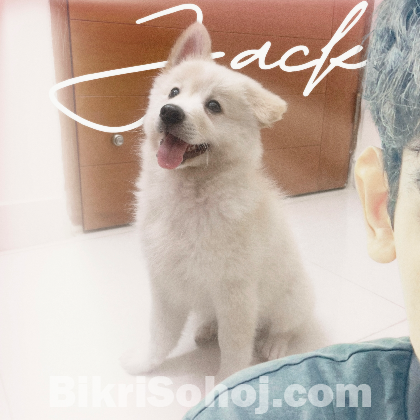 Japanese Spitz (3 months) Vaccinated.